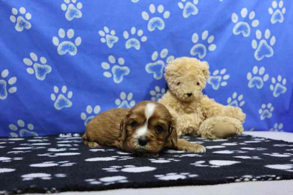 carousel pet images