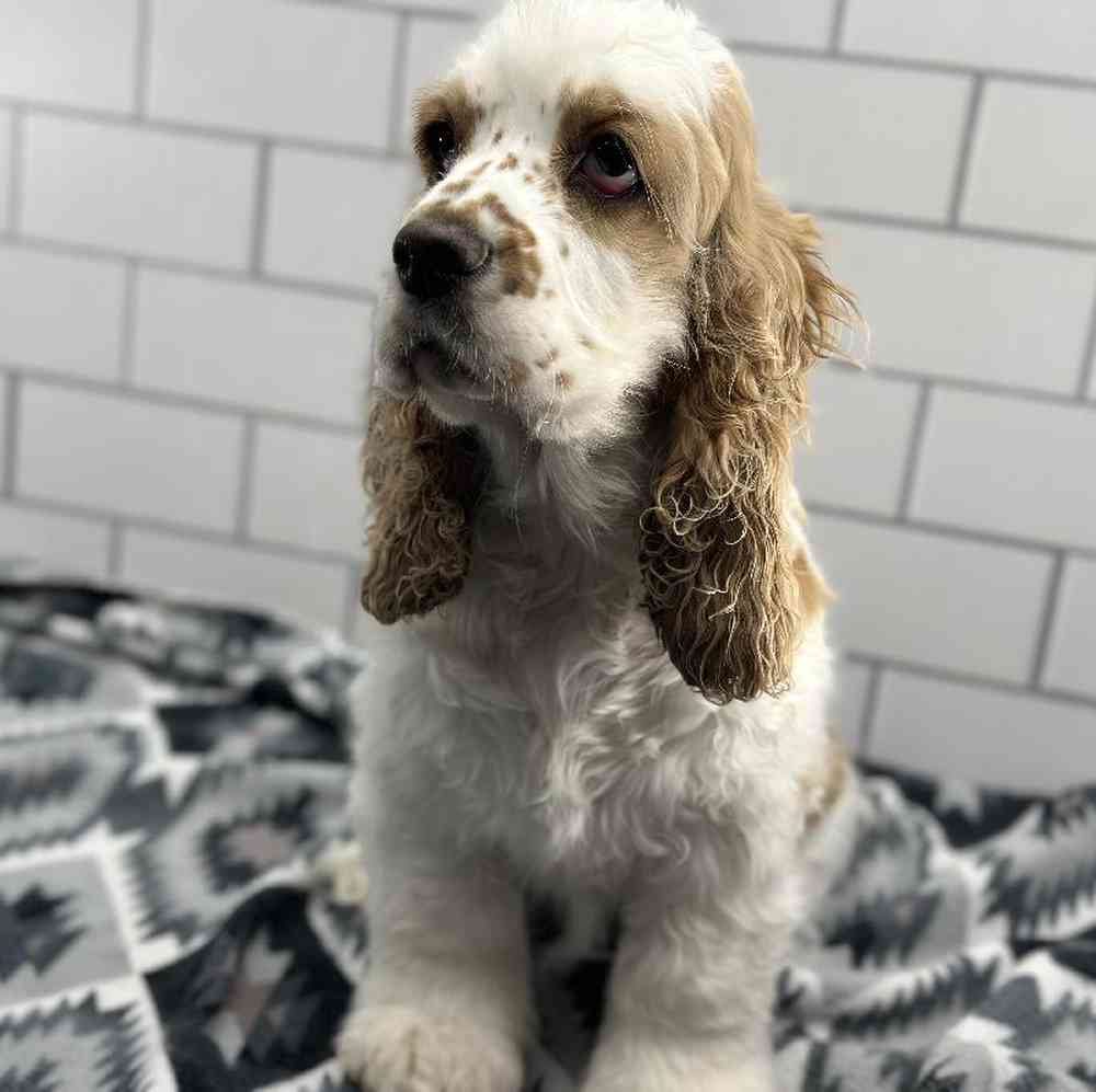 Female Cocker Spaniel Puppy for Sale in Millersburg, IN