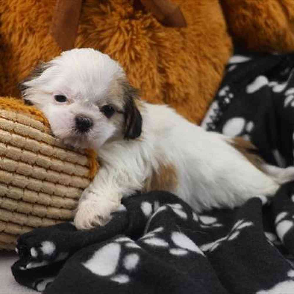 carousel pet images