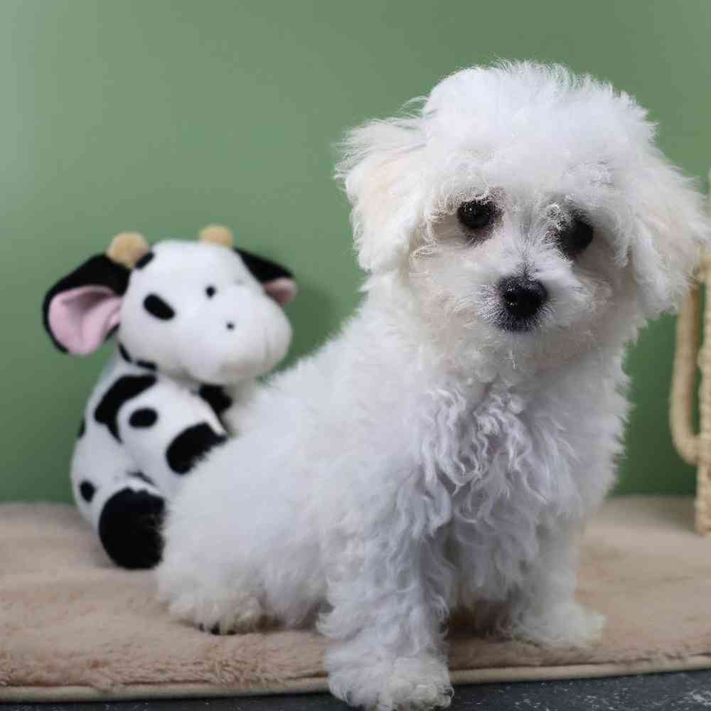 carousel pet images