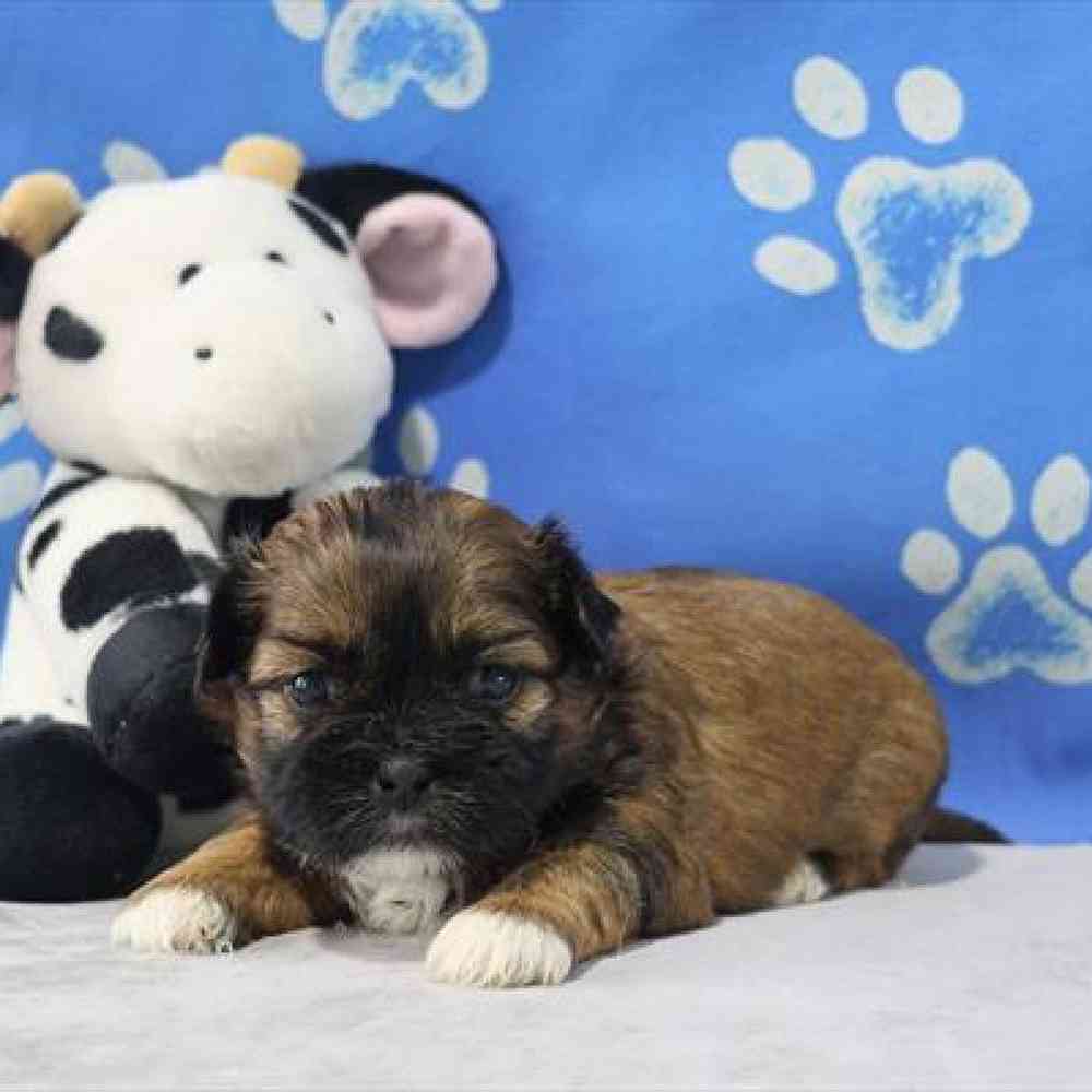 carousel pet images