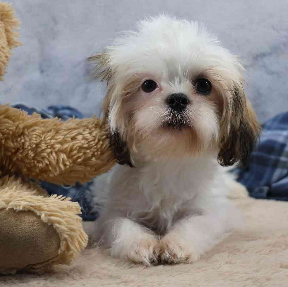 carousel pet images
