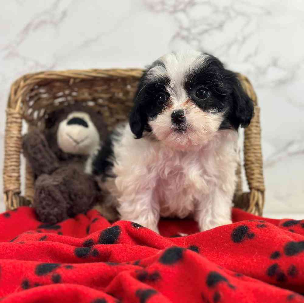 carousel pet images