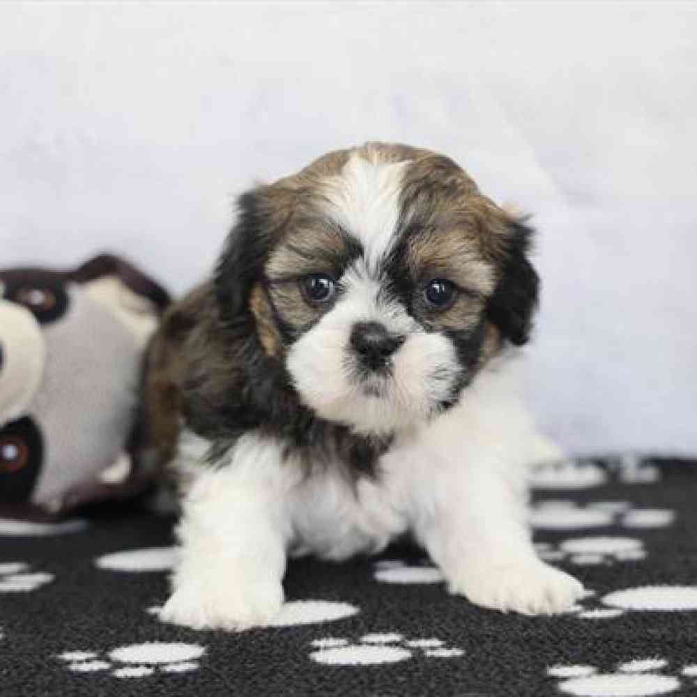 carousel pet images