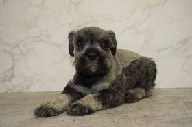 Mini Schnauzer