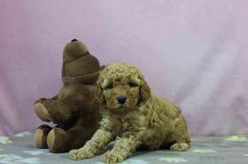 Mini Poodle