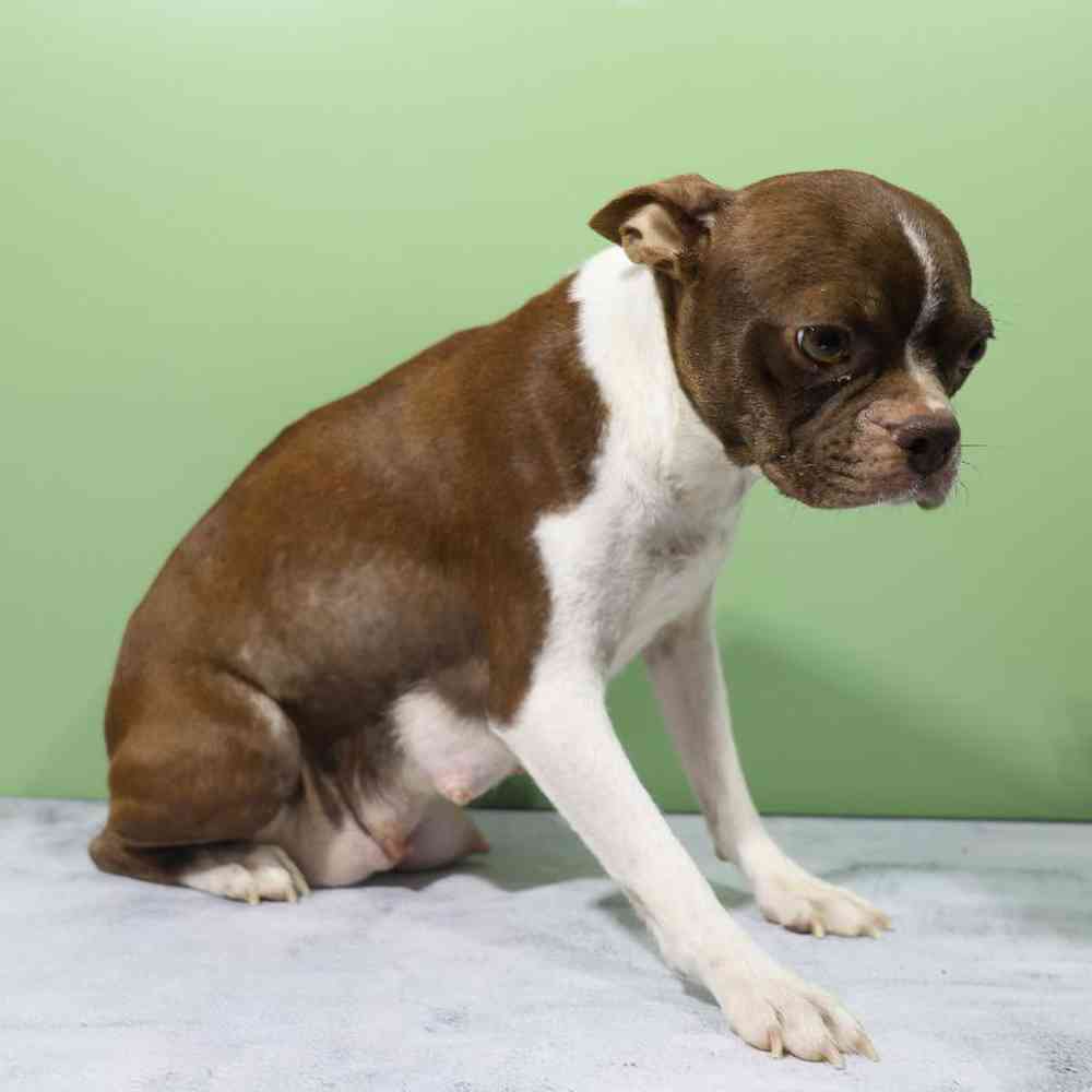 carousel pet images