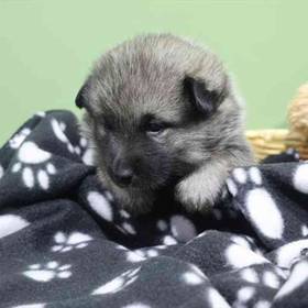 Norwegian Elkhound