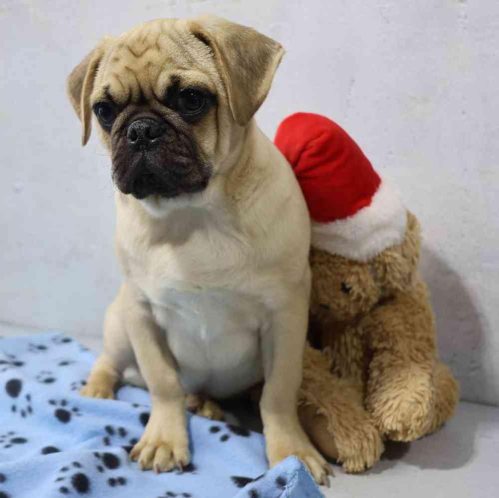 carousel pet images