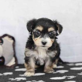 Morkie