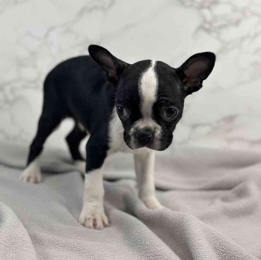 Female Boston Terrier Puppy for Sale in Millersburg, IN
