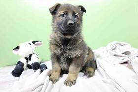 German Shepherd