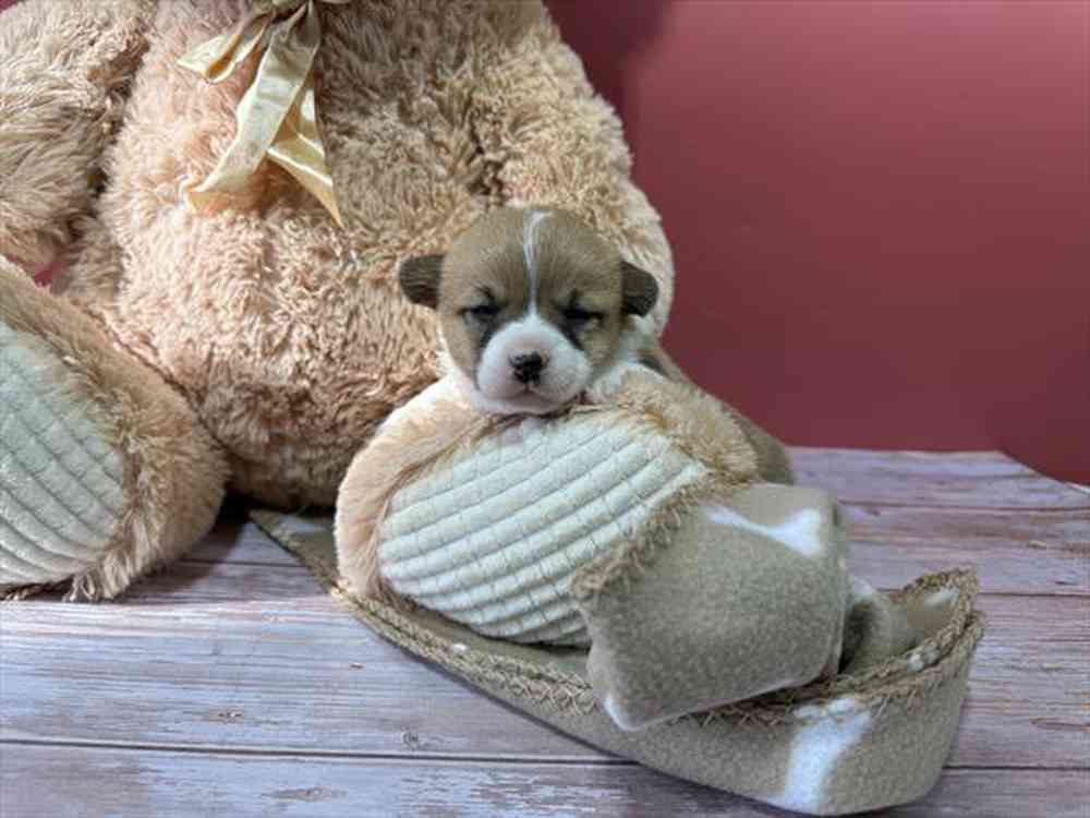 carousel pet images