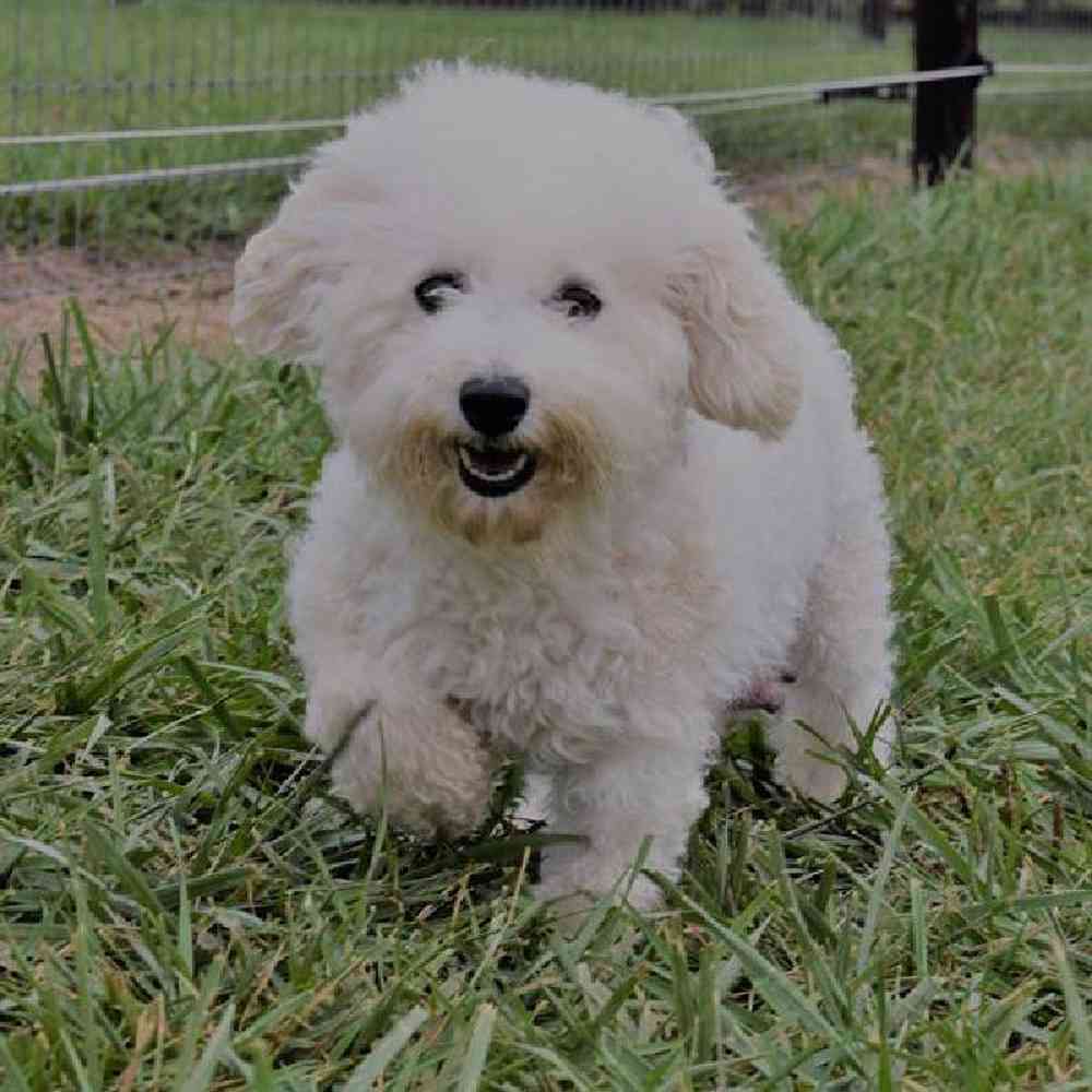 Male Bichon-Poodle Puppy for Sale in Millersburg, IN