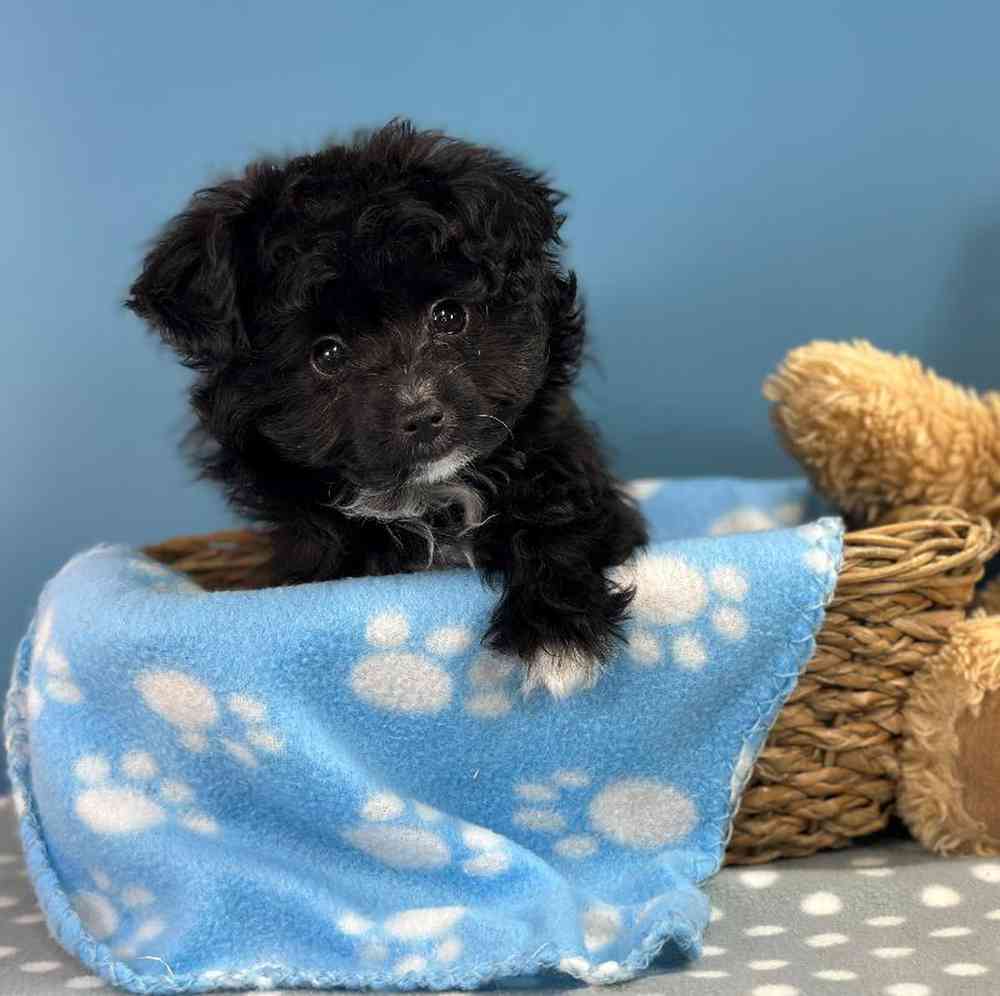 Male Papillon-Toy Poodle Puppy for Sale in Millersburg, IN