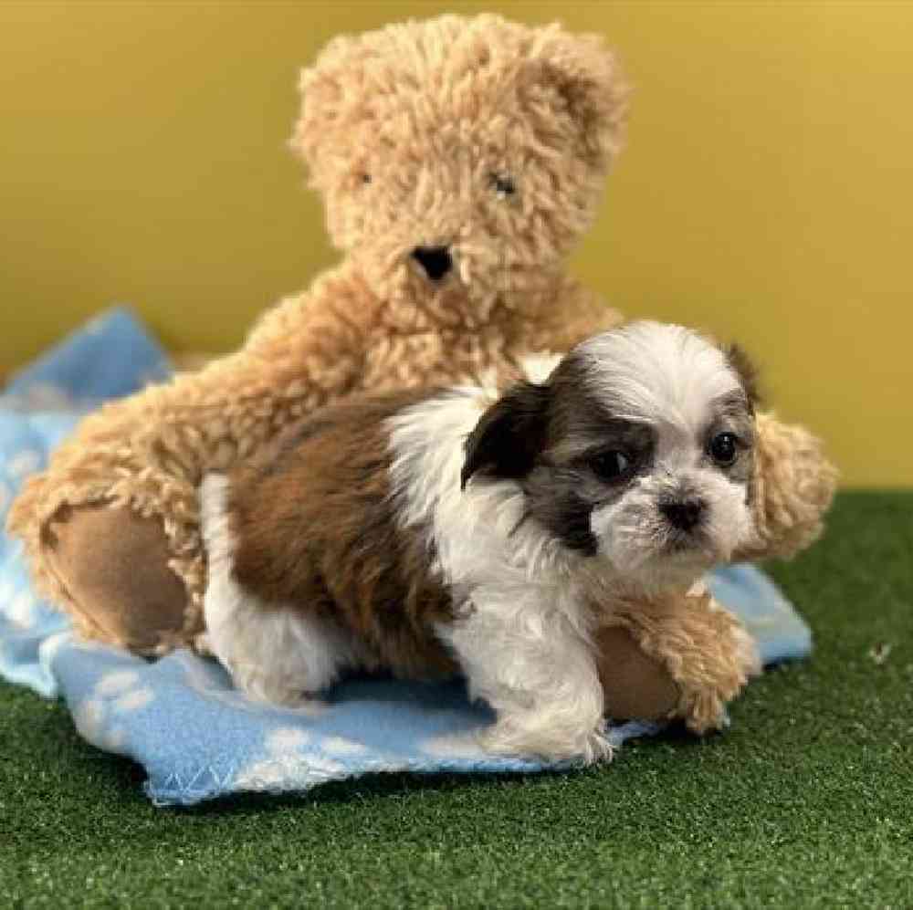 carousel pet images