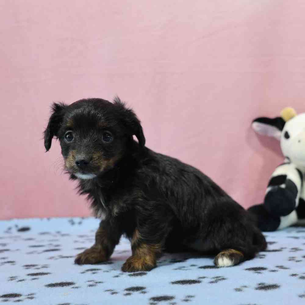 Female Doxiepoo Puppy for Sale in Millersburg, IN