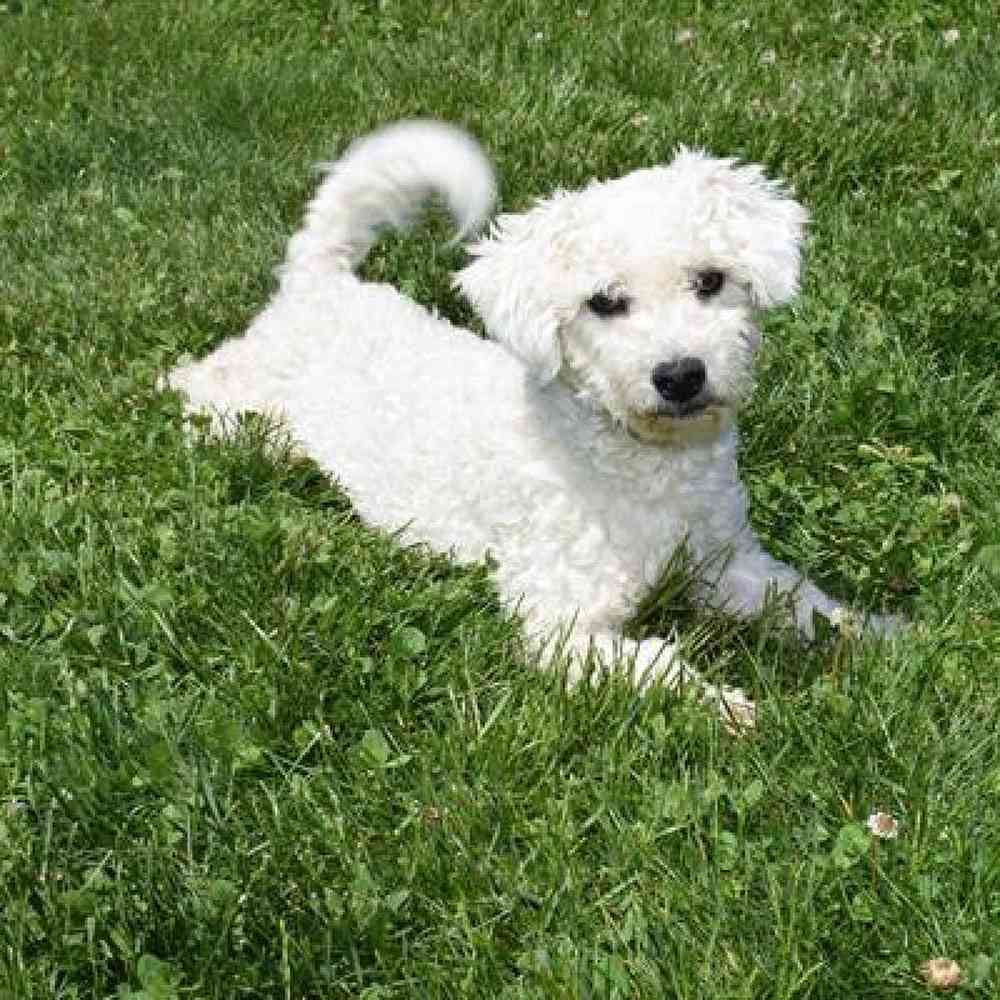 carousel pet images