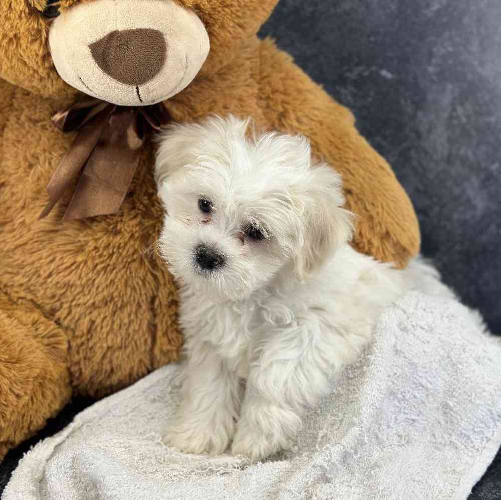Male Shichon Puppy for Sale in Millersburg, IN