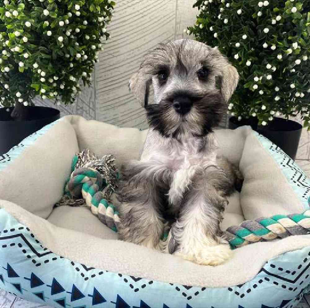 carousel pet images