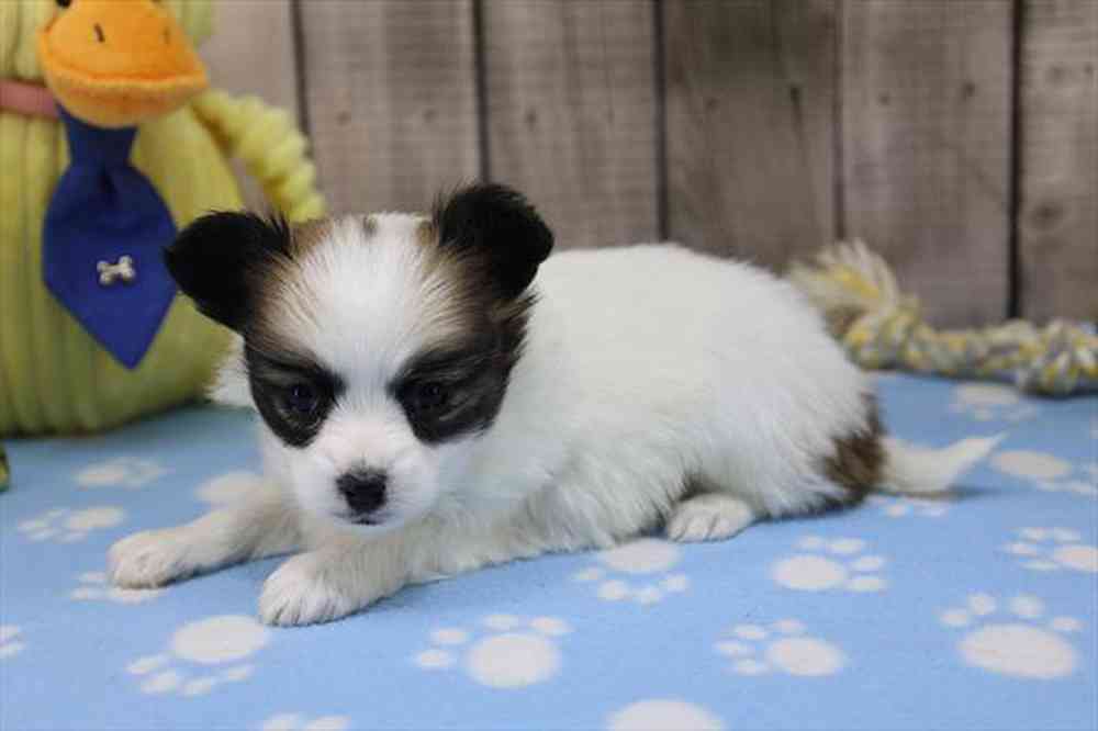 carousel pet images