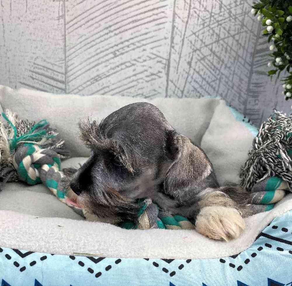 Female Mini Schnauzer Puppy for sale