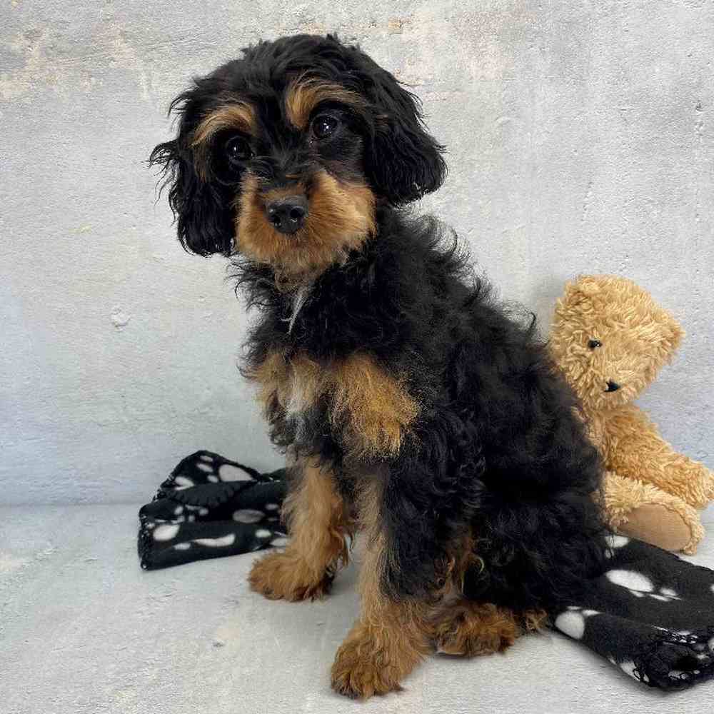 Female Cavapoo Puppy for Sale in Millersburg, IN