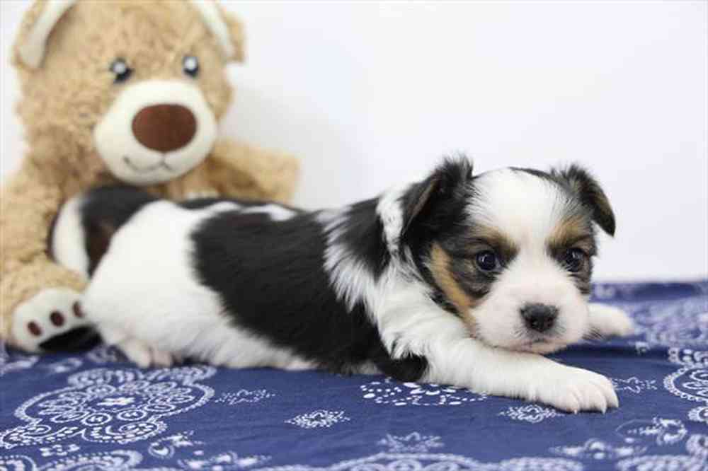 carousel pet images