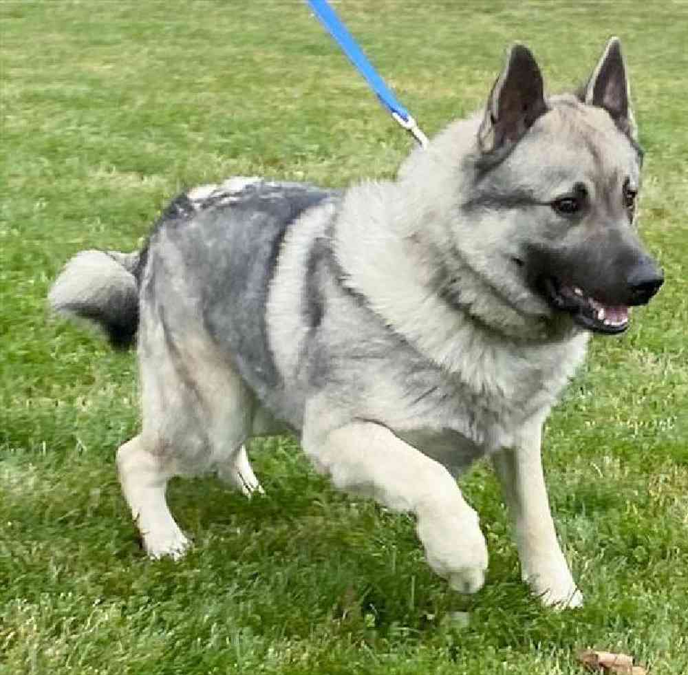 Male Norwegian Elkhound Puppy for Sale in Millersburg, IN