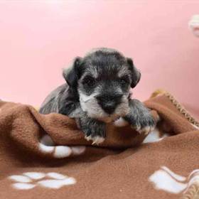 Mini Schnauzer