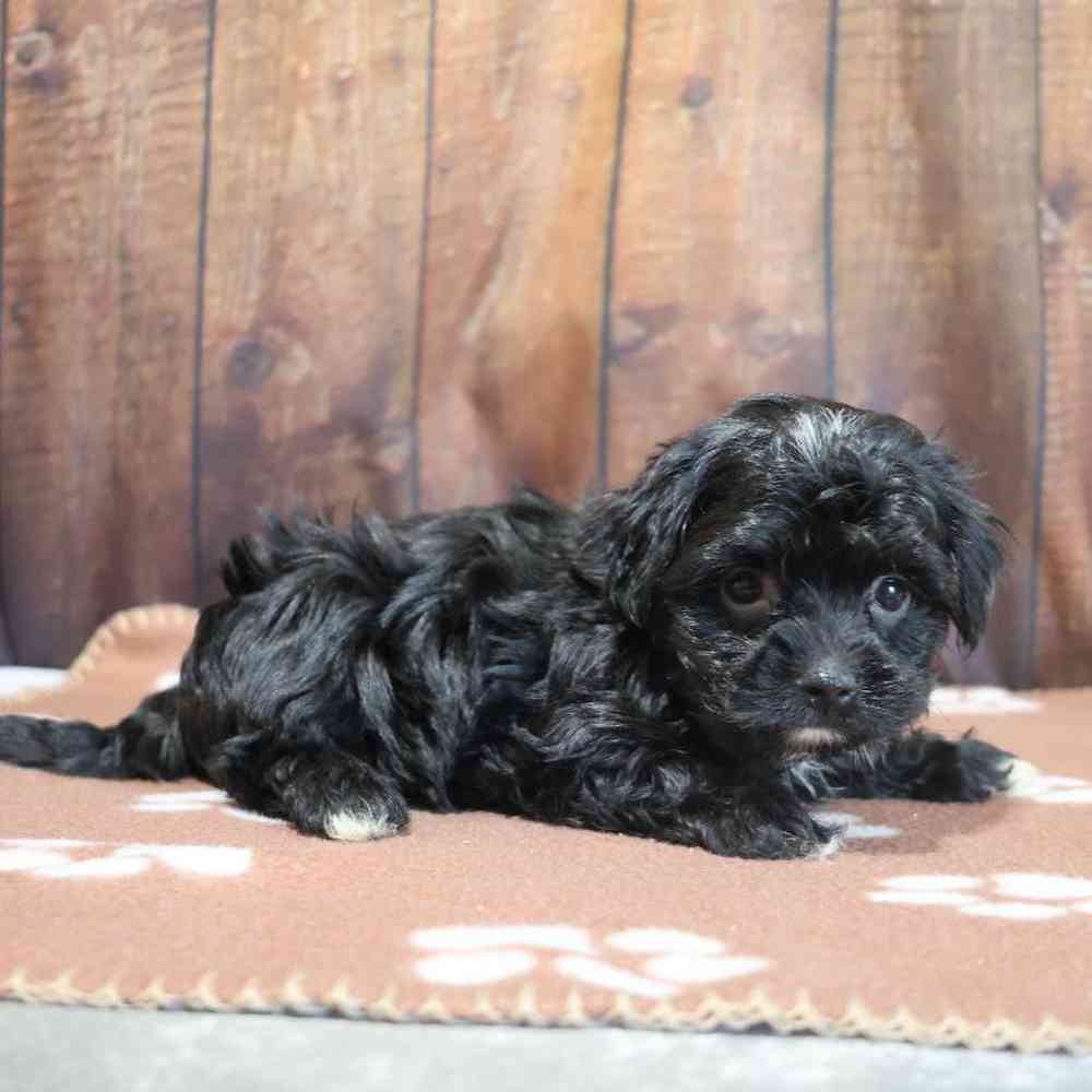 Male Havanese Puppy for Sale in Millersburg, IN