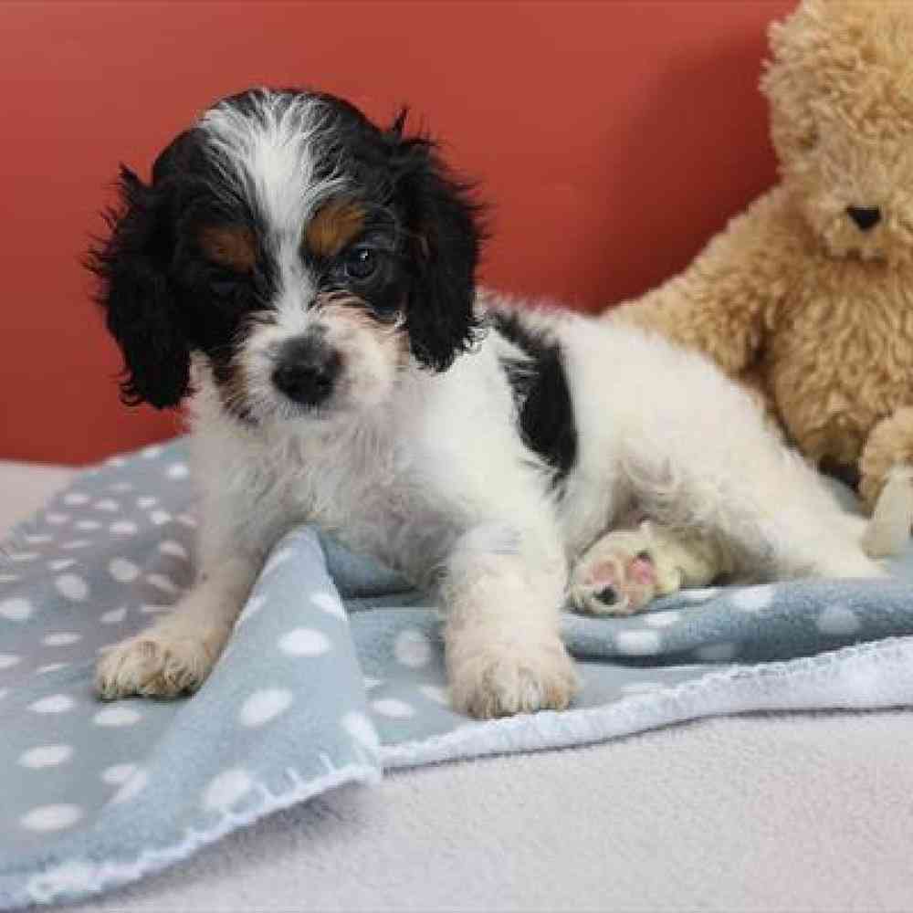 carousel pet images