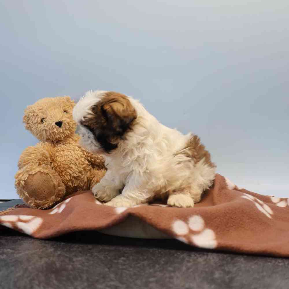 Male Shih Tzu Puppy for Sale in Millersburg, IN