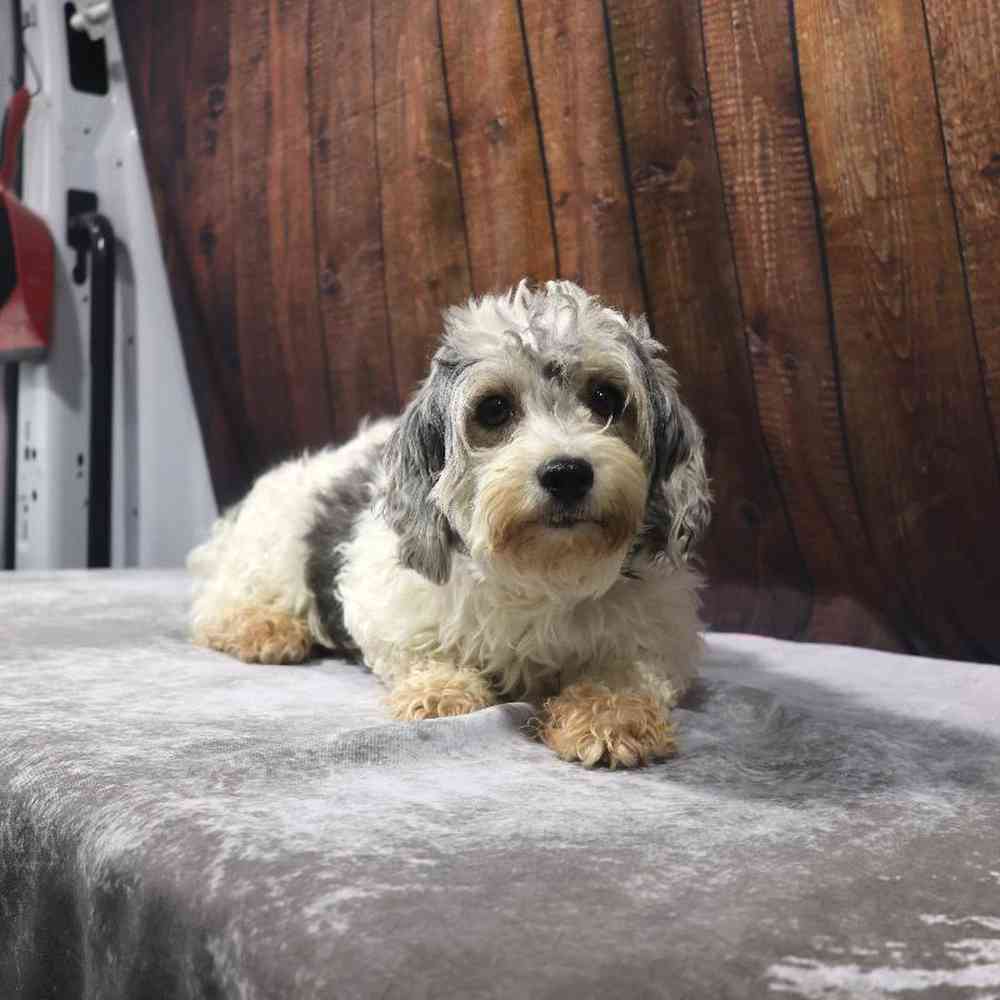 Male Havanese Puppy for Sale in Millersburg, IN