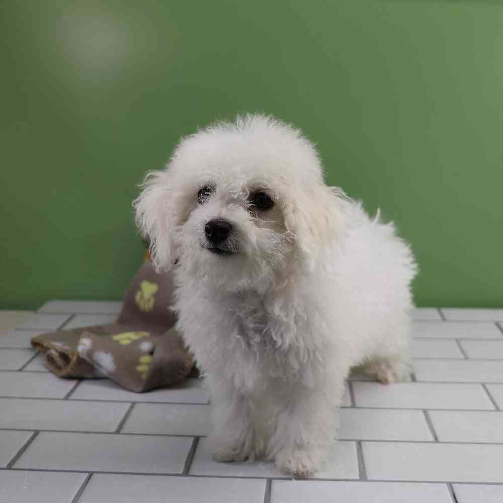 Male Bichon Puppy for Sale in Millersburg, IN