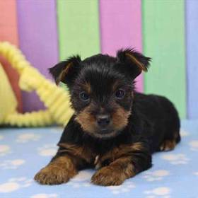 Yorkie