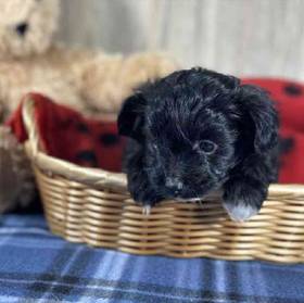 Papillon-Toy Poodle