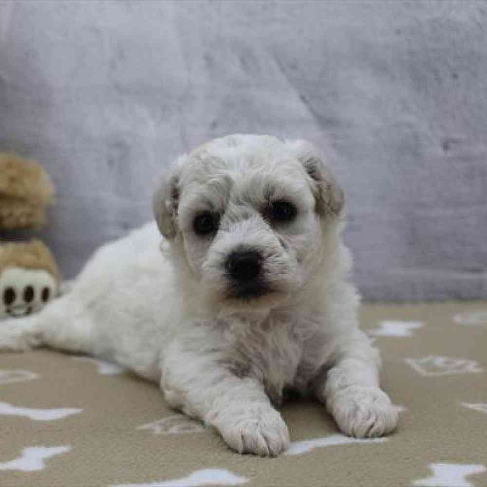 Image of a pet breed in the gallery