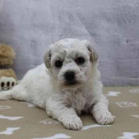 Bichon