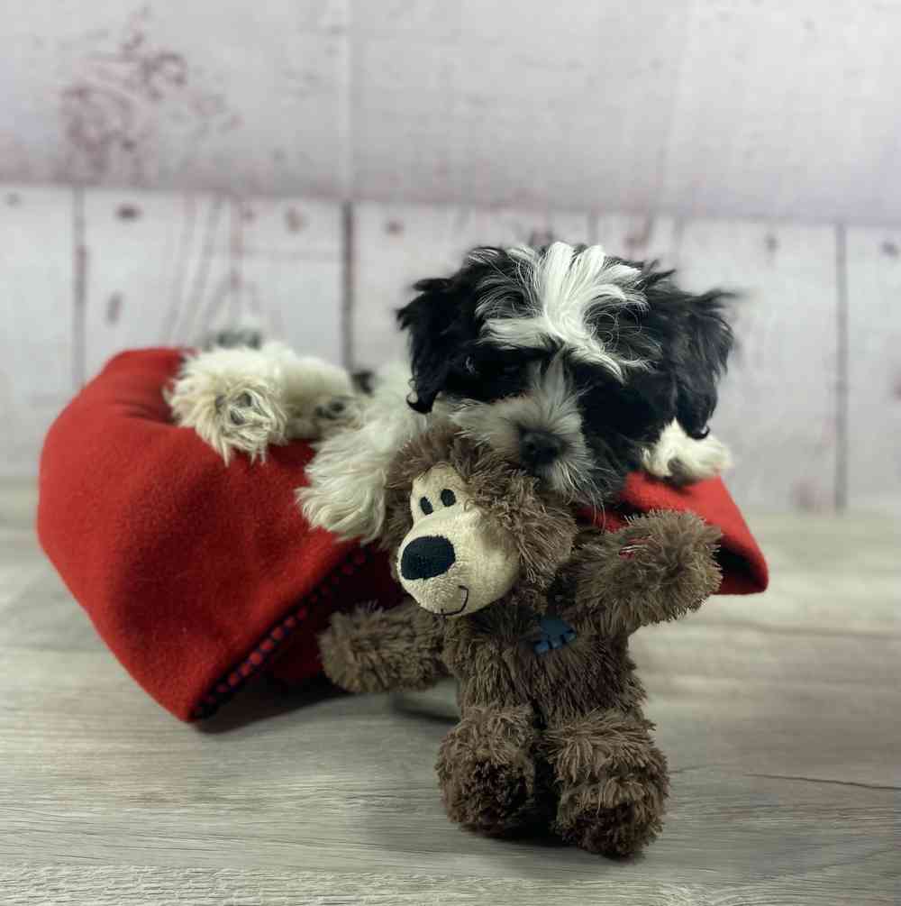 carousel pet images