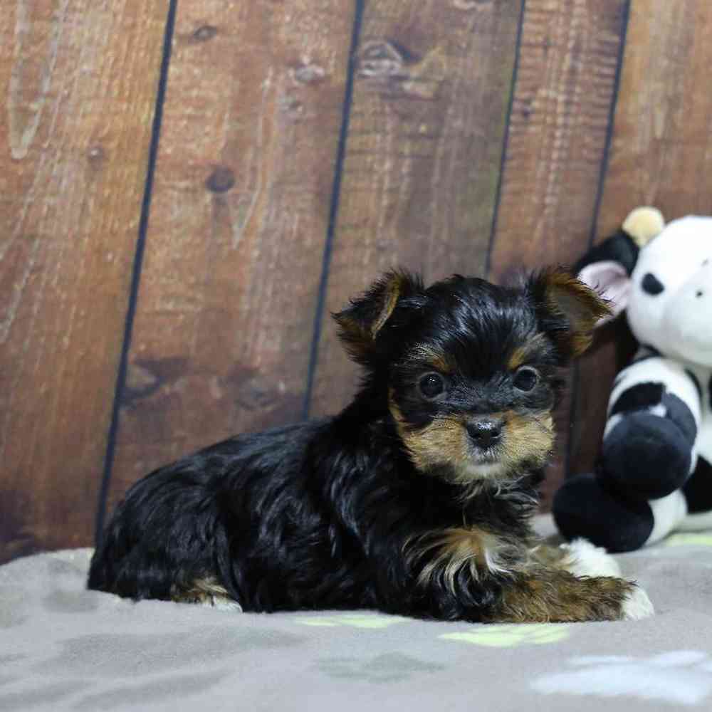 Male Yorkie Puppy for Sale in Millersburg, IN