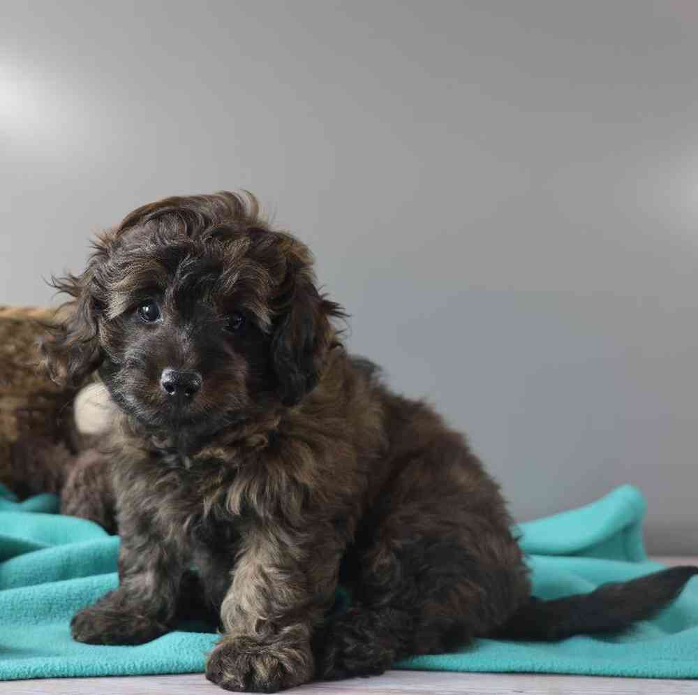 Male Doxiepoo Puppy for Sale in Millersburg, IN