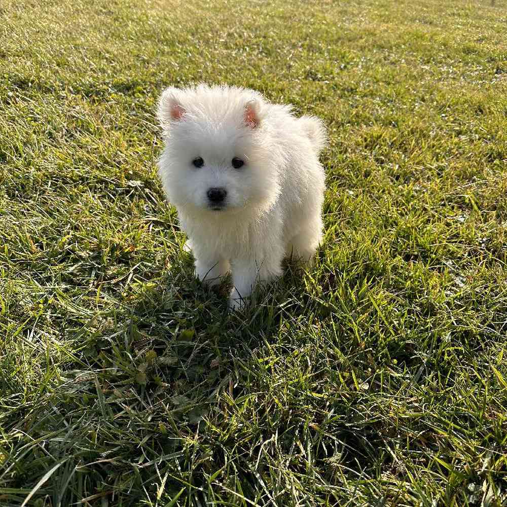 Male Samoyed Puppy for Sale in Millersburg, IN