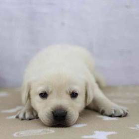Labrador Retriever