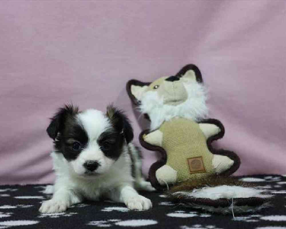 carousel pet images