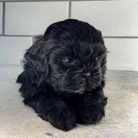 Shih Tzu