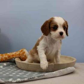 Cavalier King Charles Spaniel