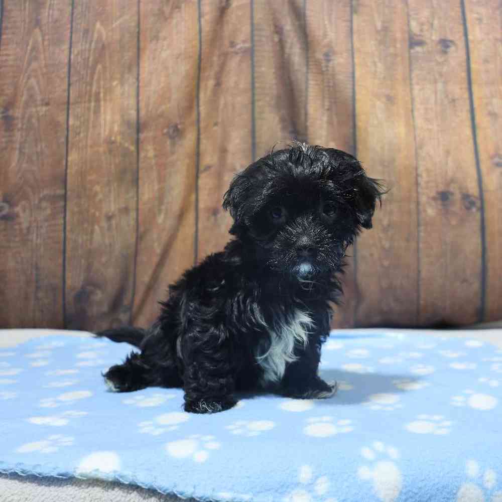 Male Havanese Puppy for Sale in Millersburg, IN