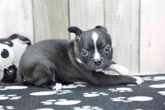 Boston Terrier