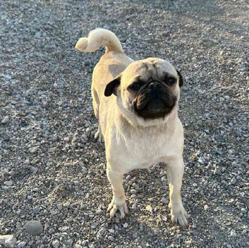 carousel pet images